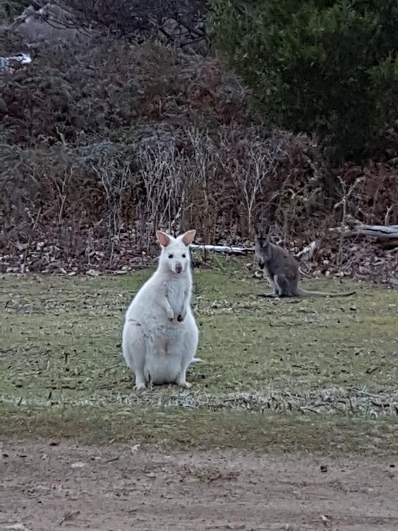 Discover Bruny Island Holiday Accommodation Alonnah Экстерьер фото